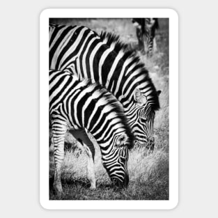 Two zebra. Sticker